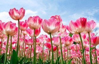 Beautiful Flower Wallpaper For Your Desktop Mobile And Tablet