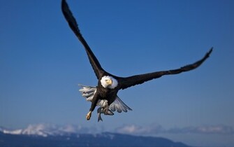 Birds Of Prey Amazing Wallpaper