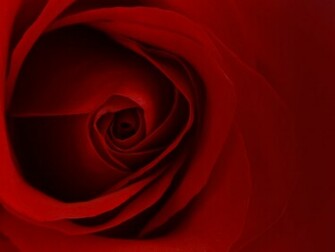 Beautiful Flowers Pictures Wallpaper Red Roses