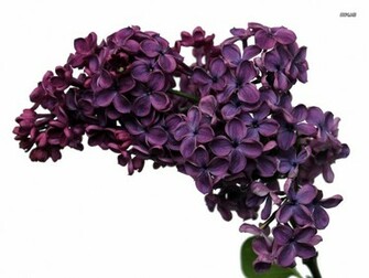 Lilac Wallpaper Flower