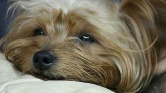 Yorkshire Terrier Wallpaper X Net
