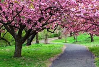 Cherry Blossom Sakura Desktop Wallpaper Nature Goodwp