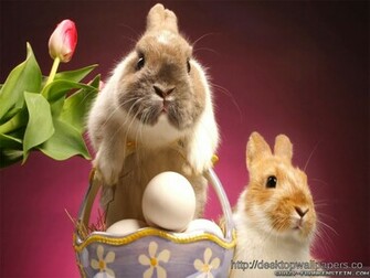 Domestic Rabbit European Wallpaperdesktop Wallpaper