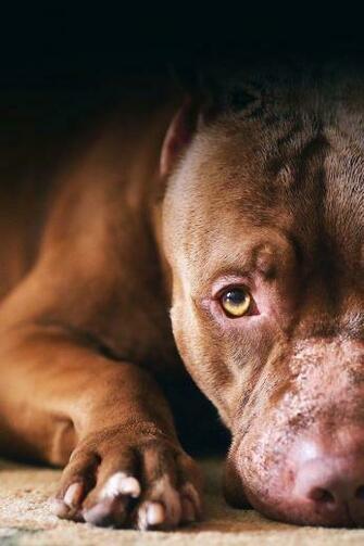 Apple iPhone 3g Pitbull Wallpaper Most Ed