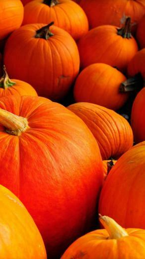 Autumn Pumpkins iPhone Wallpaper Pumpkin Background HD