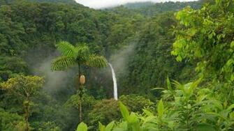 African Jungle Dense Wallpaper With Animal