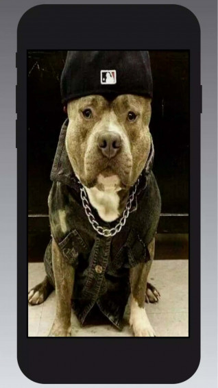 Black Pitbull Wallpaper