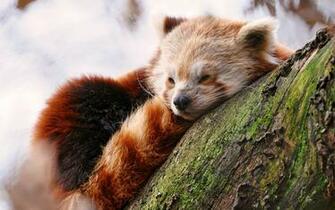 Cute Red Panda Wallpaper