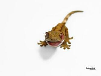 Crested Gecko Wallpaper Desktop