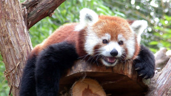 Cute Red Panda Wallpaper