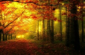 Sun Glow Wallpaper