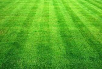 Background Grass Sf Wallpaper
