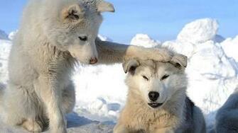 Funny Husky Puppies Pictures HD Wallpaper Of Animals