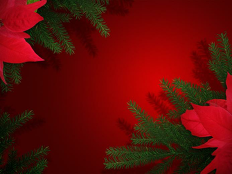 Poinsettia Wallpaper By Thestockwarehouse