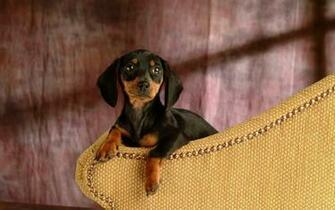 Tags Animals Dog Dachshund