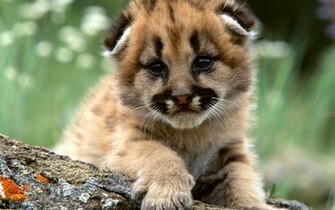 Cute Lion Cub Wallpaper