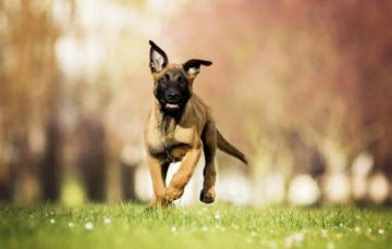 Wallpaper Dog Spring Puppy Image For Desktop Section