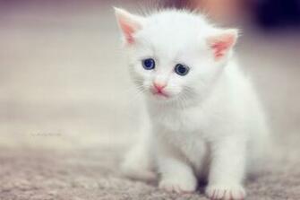 Cute Cats HD Wallpaper Wallpaper202