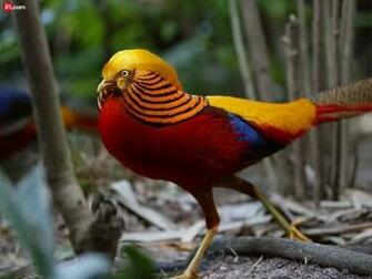 Golden Pheasant Wallpaper Best Inspirational High
