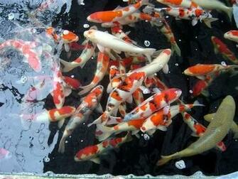 Koi Pond Screensaver
