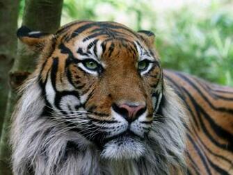 Tiger Wallpaper 3d F R Desktop Bilder