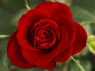 Red Rose Flowers Wallpaper Tontenk