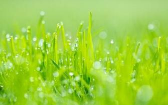 Windows Nature Wallpaper