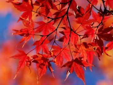 Autumn Leaves Wallpaper