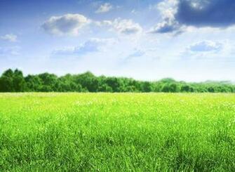 Spring Meadow Wallpaper
