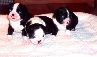 Boston Terrier Puppy Pictures