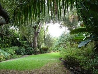 Tropical Garden Wallpaper Pictures Of Plants