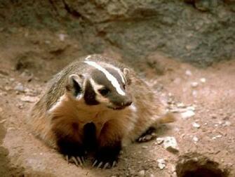 Badger Wallpaper
