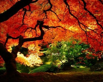 Maple In Autumn Desktop Pc And Mac Wallpaper