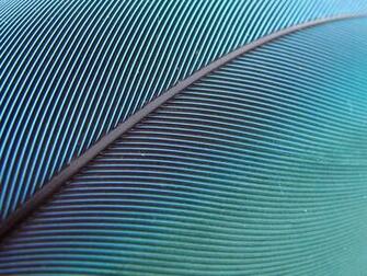Blue Feather Wallpaper By Mjfj