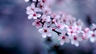 Flowers Laptop Full HD 1080p 4k Wallpaper Image