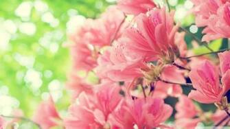 Nice HD Wallpaper From Landscapes In The Spring Season