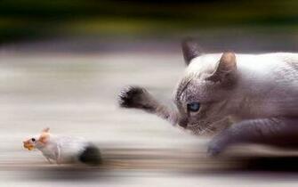 Rat Vs Cat Wallpaper HD