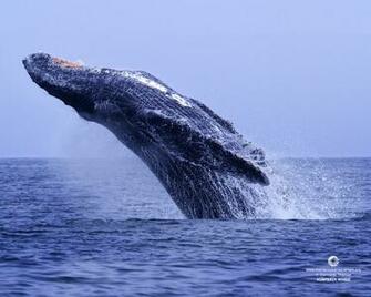 Pics Photos Humpback Whale Hawaii Wallpaper