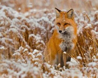 Red Fox HD Wallpaper Background Image
