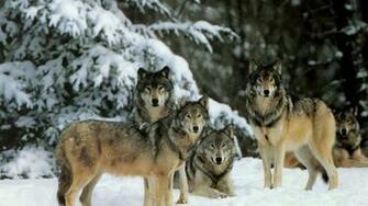 Wolf Pack Wallpaper Background Flowers