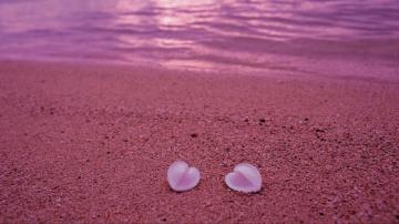 Wallpaper Seashells Beach Heart Sand Pink