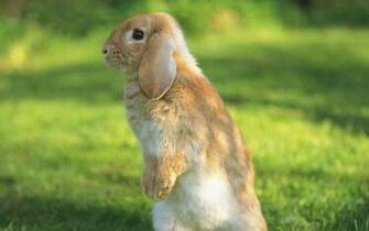 Beautiful Rabbit Wallpaper Part Bollywood Hot Actress