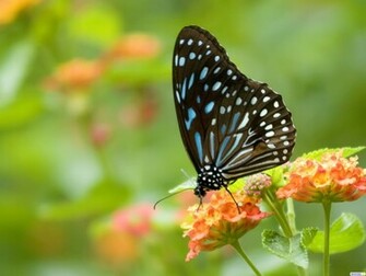 Sweat Black Butterfly Wallpaper Me