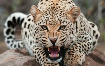 Big Cats Wild Animals Wallpaper Fanclubs