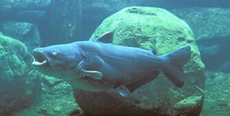 Blue Catfish Wallpaper Mar