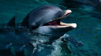 Cute Dolphin Desktop Wallpaper
