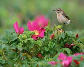 Birds Pink Flowers Wallpaper
