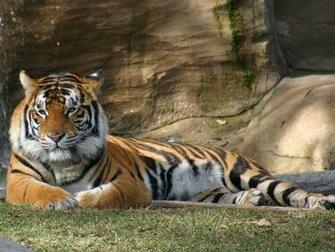 Tag Tiger Desktop Wallpaper Background Photos Imageand Pictures