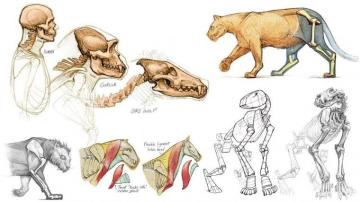 Introduction To Animal Anatomy The Gnomon Workshop