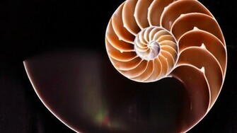 Fibonacci Golden Ratio Nautilus Shells Spirals Wallpaper